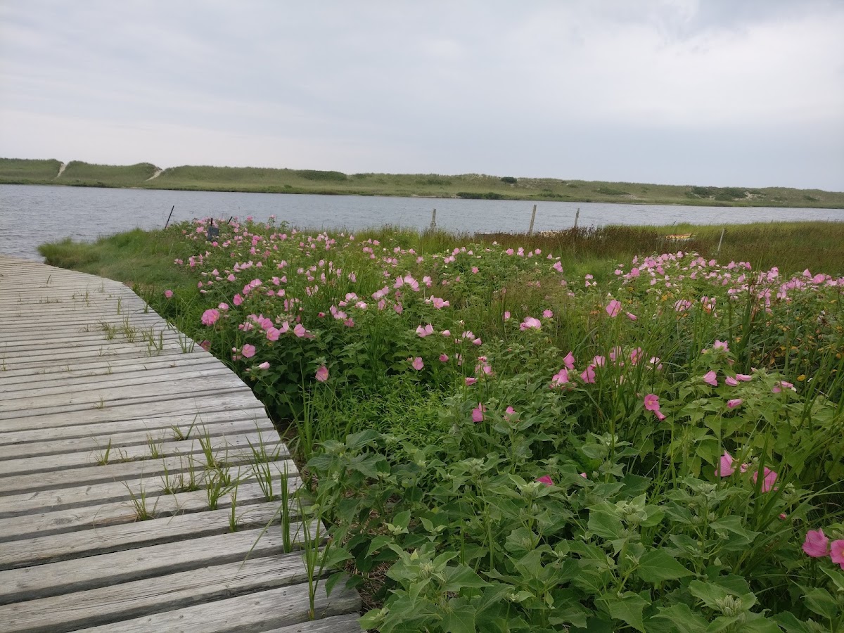 Chilmark Pond