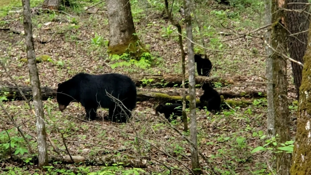 Indian Grave Gap Trail