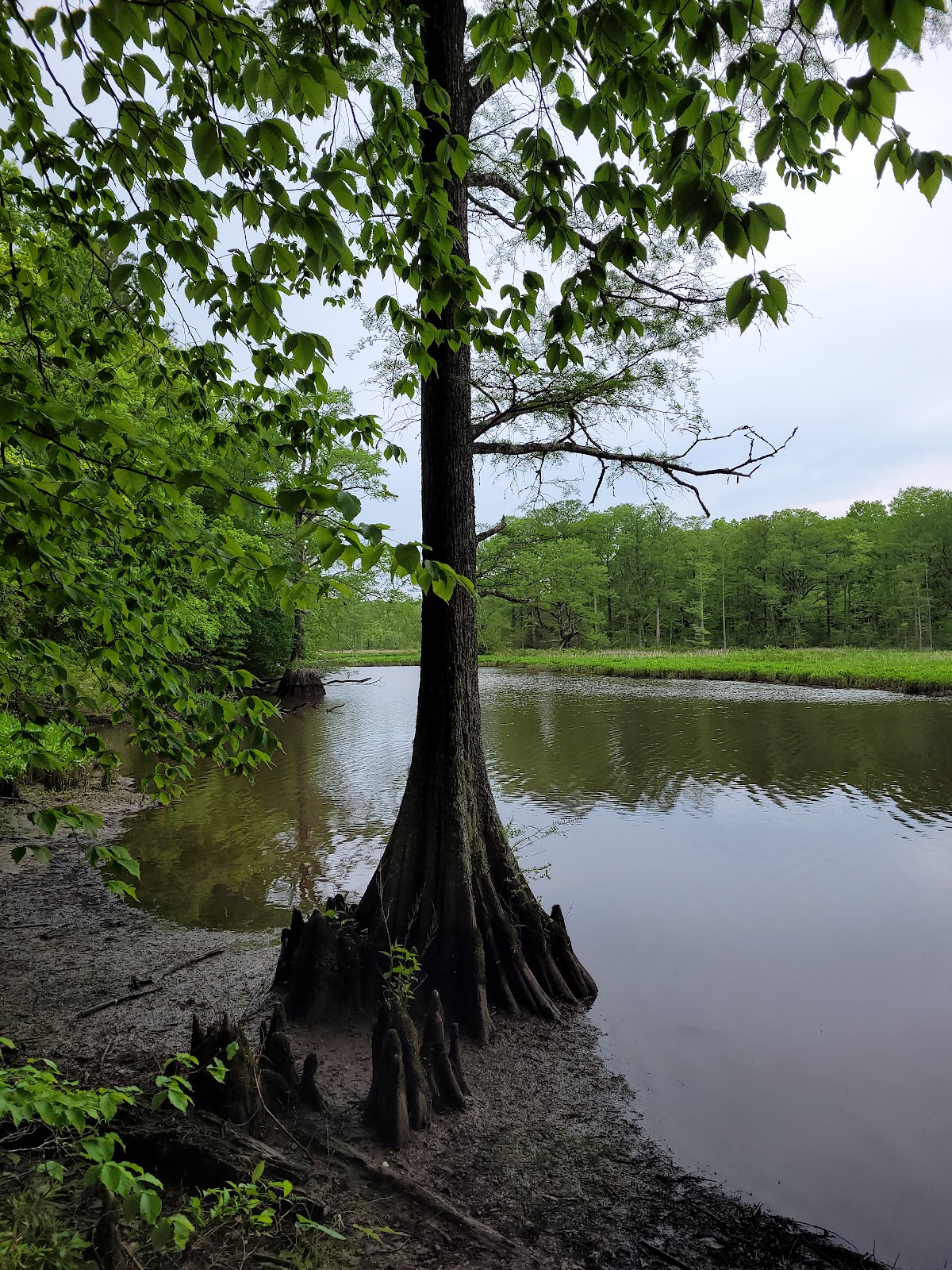 Chickahominy State Wildlife Management Area