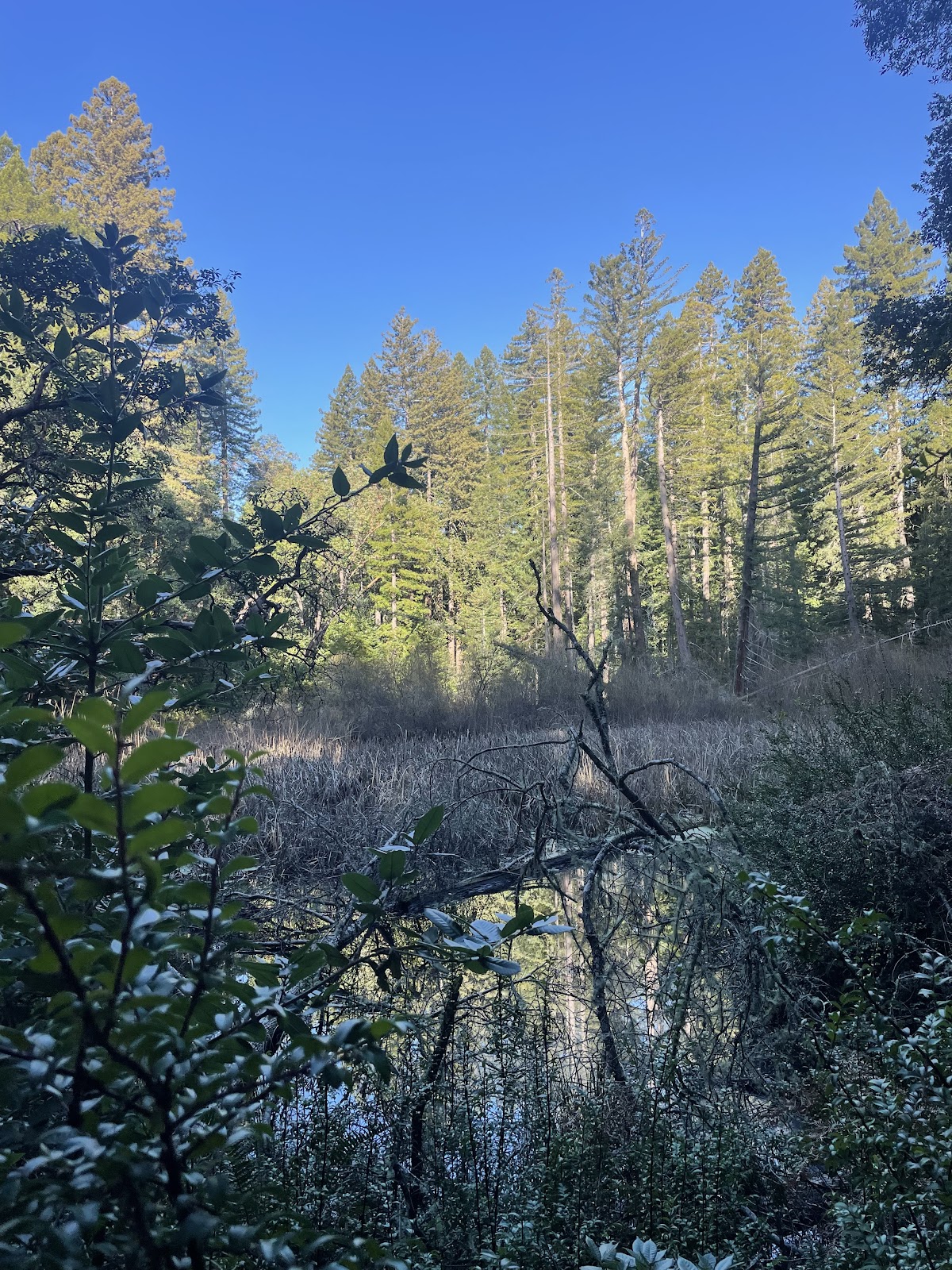 Kent Trail