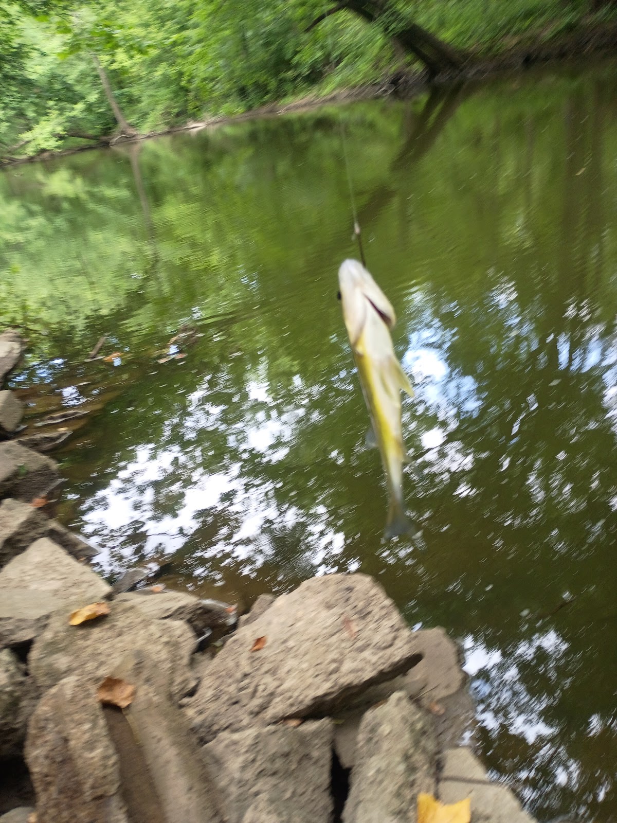 North Fork Vermilion River