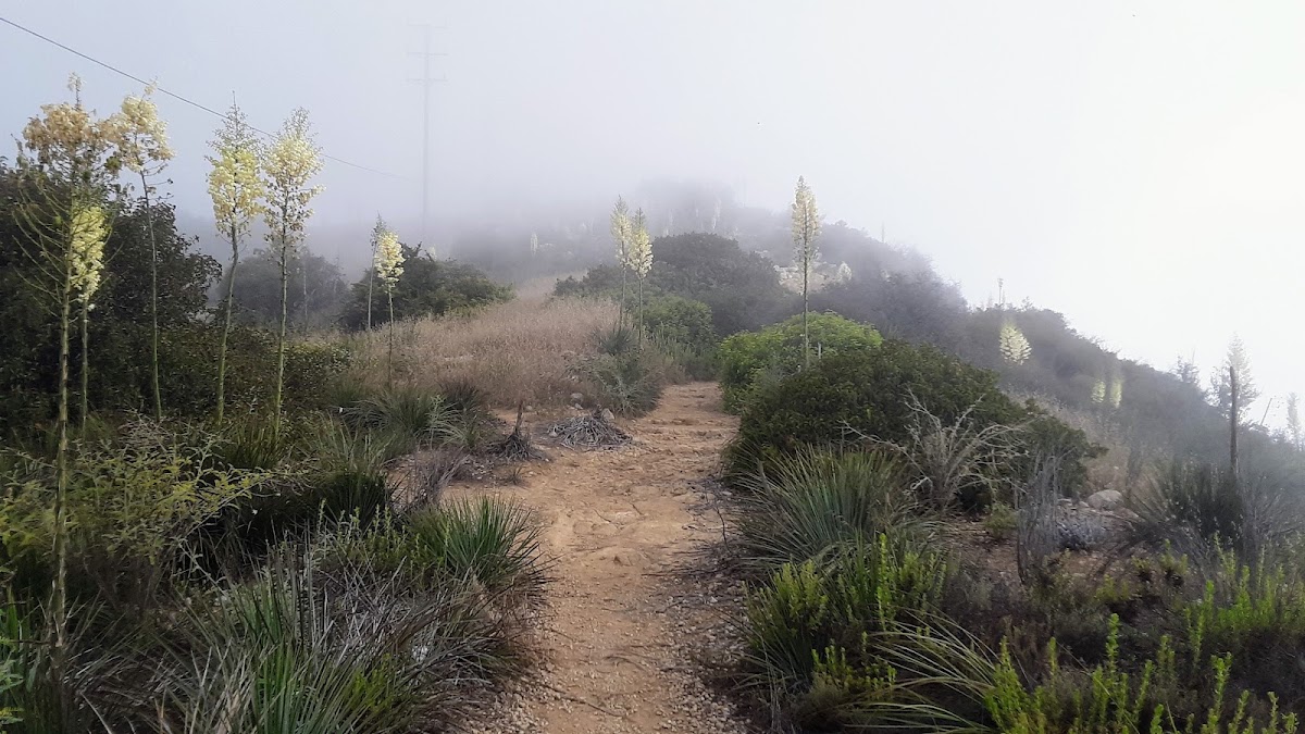 Temescal Ridge Trail