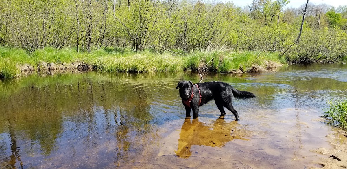 West Branch Maple River