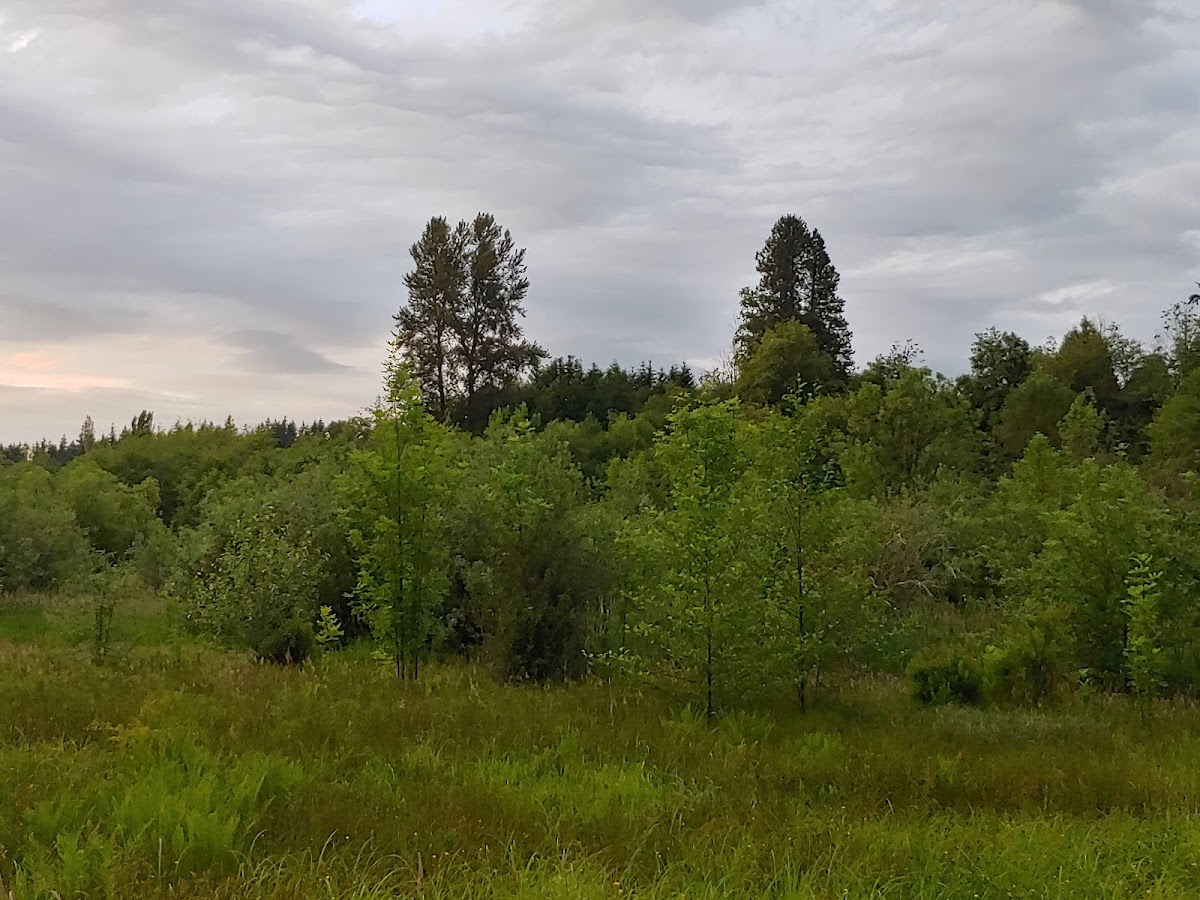 Soos Creek Park and Trails