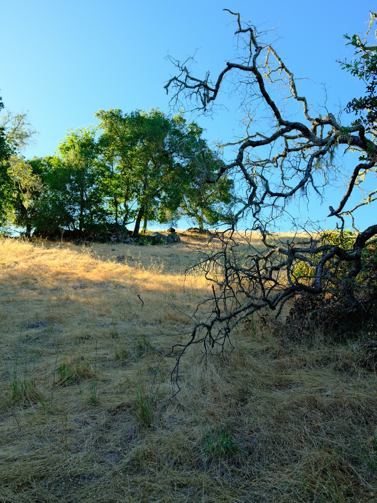 Clarkia Trail