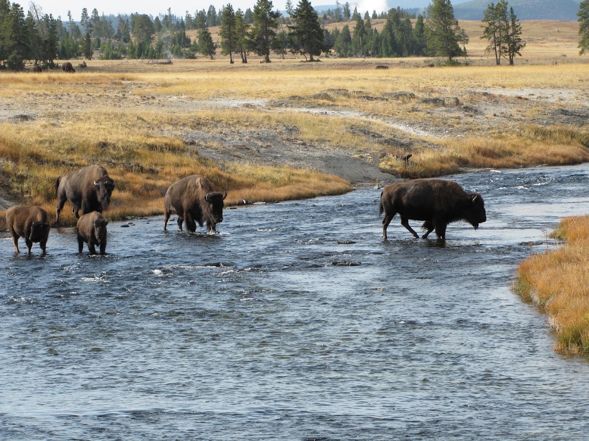 Nez Perce Creek