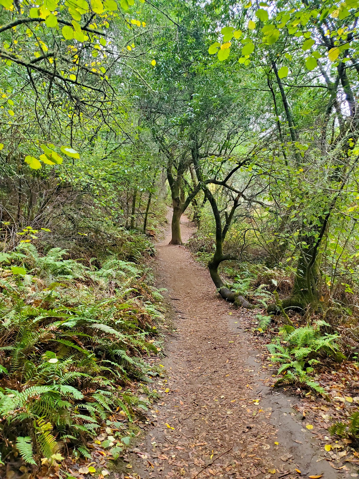 Oakwood Meadow Trail
