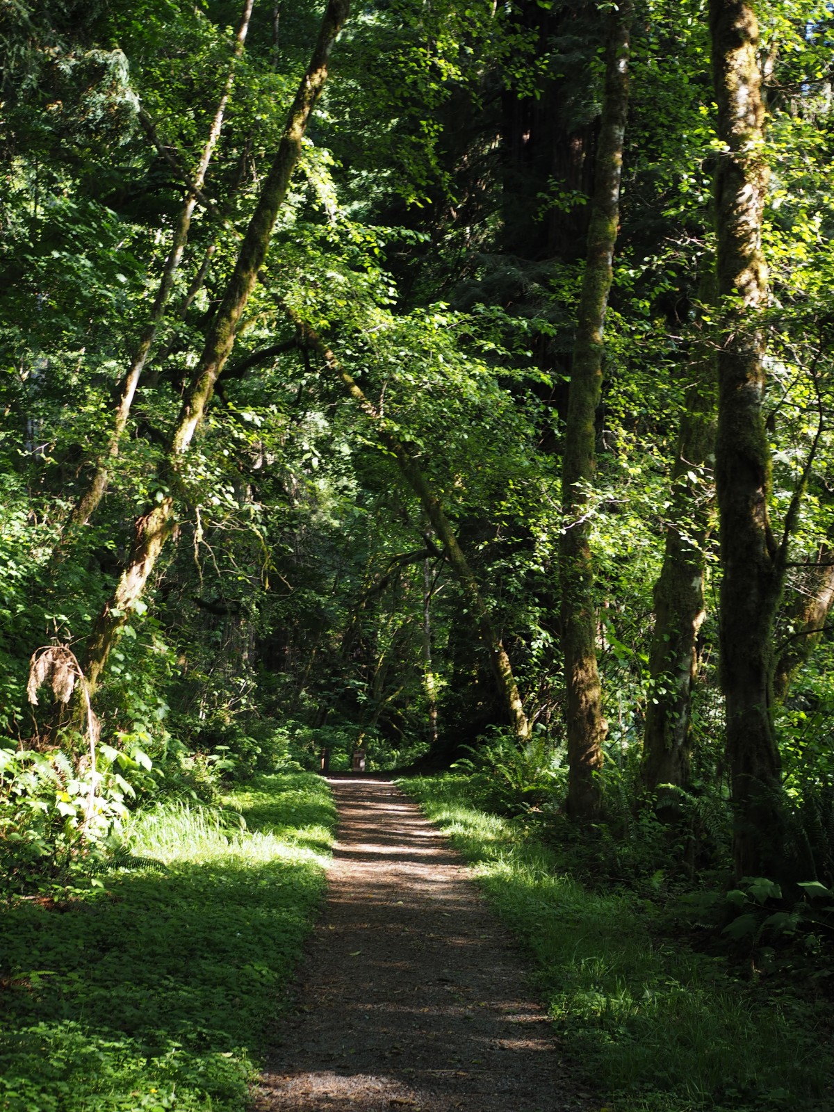 Redwood Creek Trail