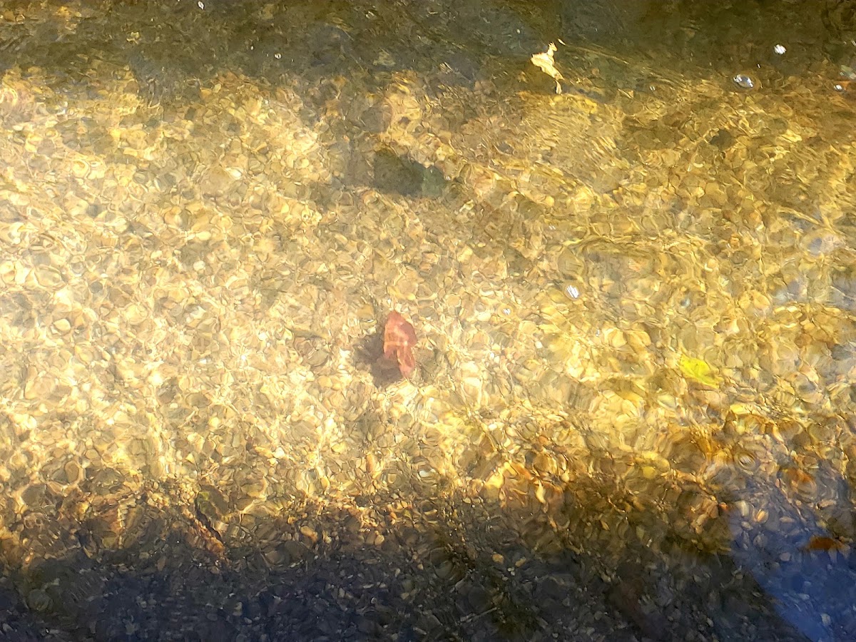 North Saluda River
