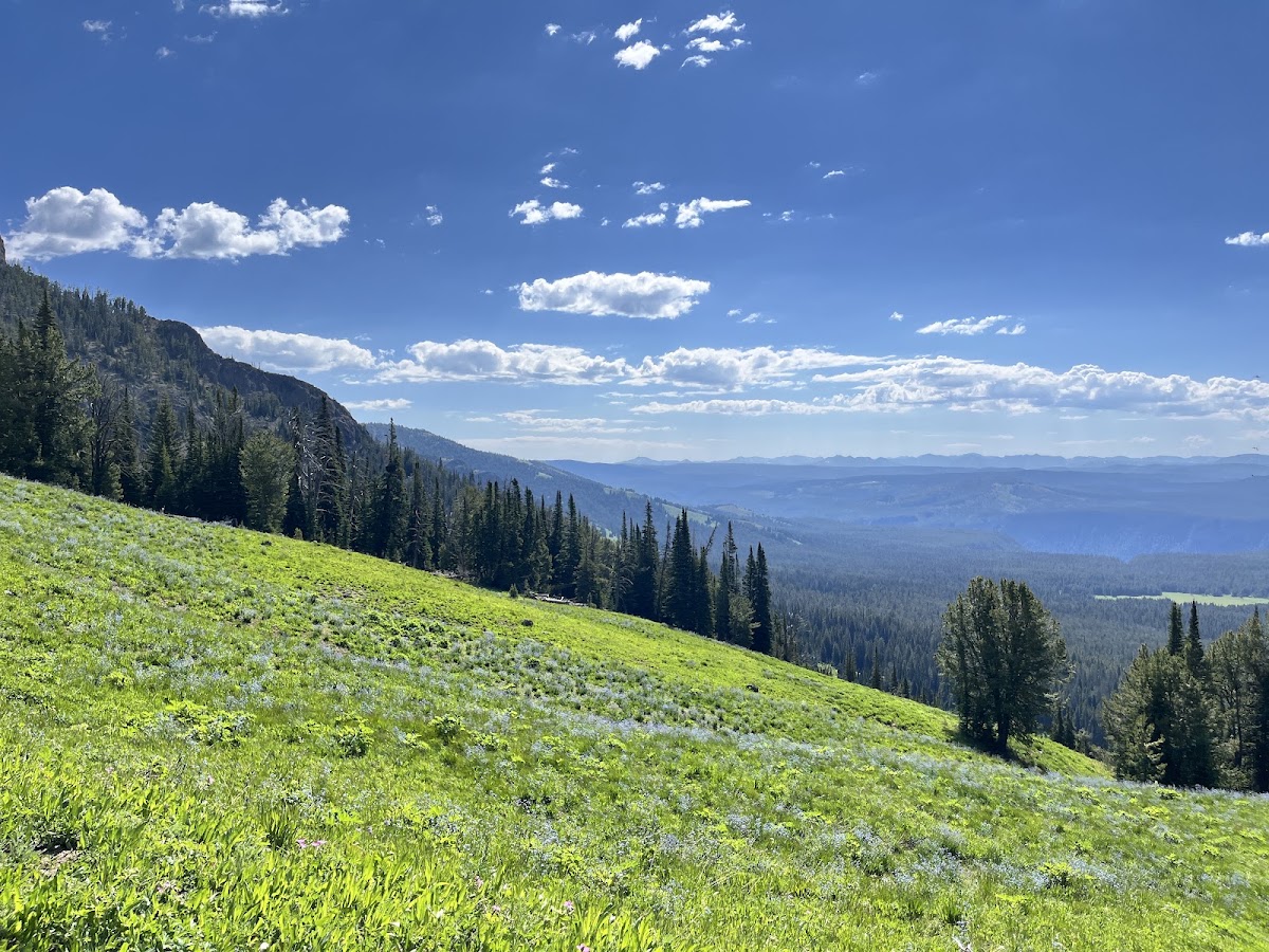 Mount Washburn South Trail