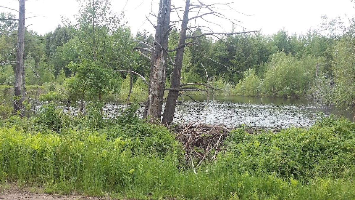 Little Salmon River