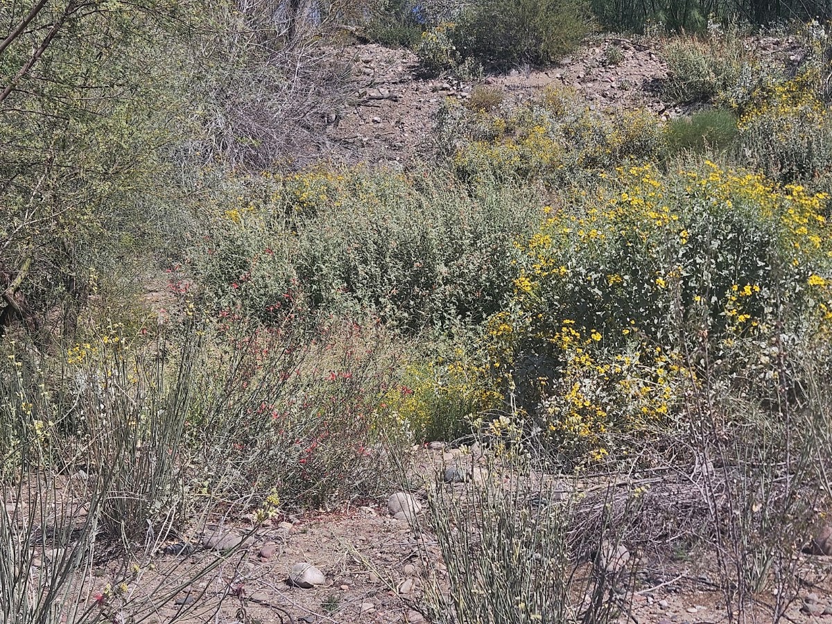 Rio Salado Habitat Restoration Area