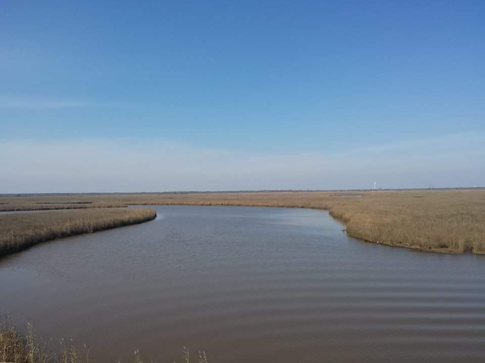Creole Bayou