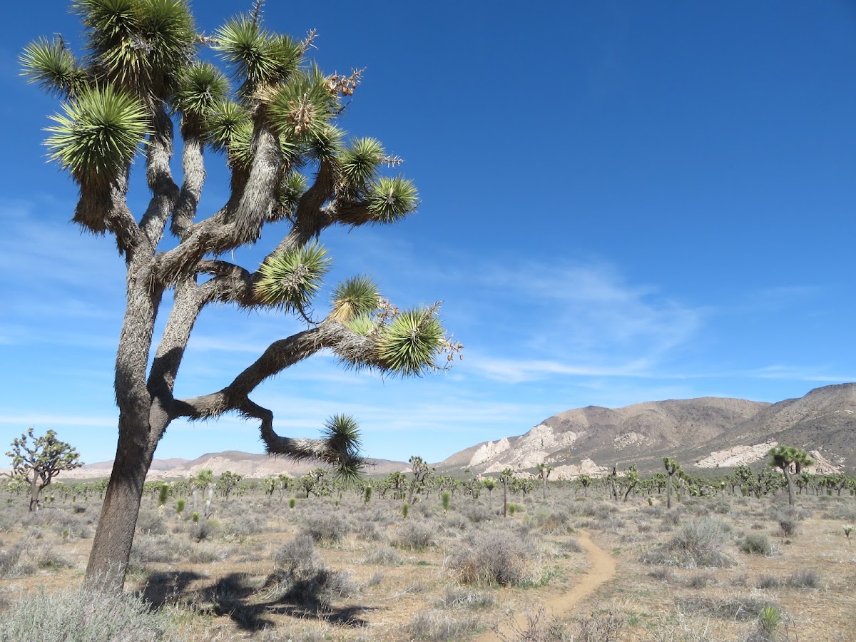 Juniper Flats