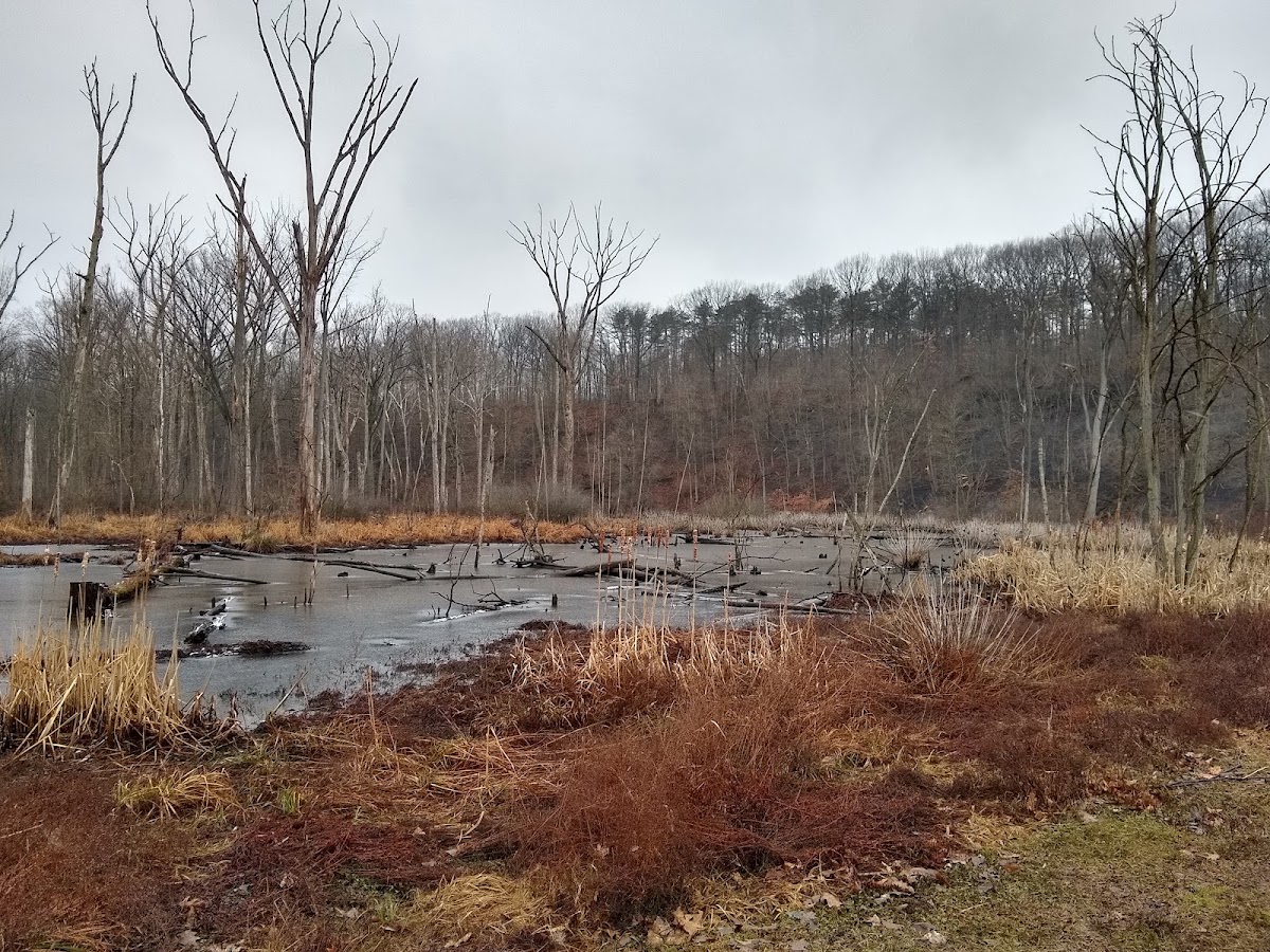 East Branch Rocky River