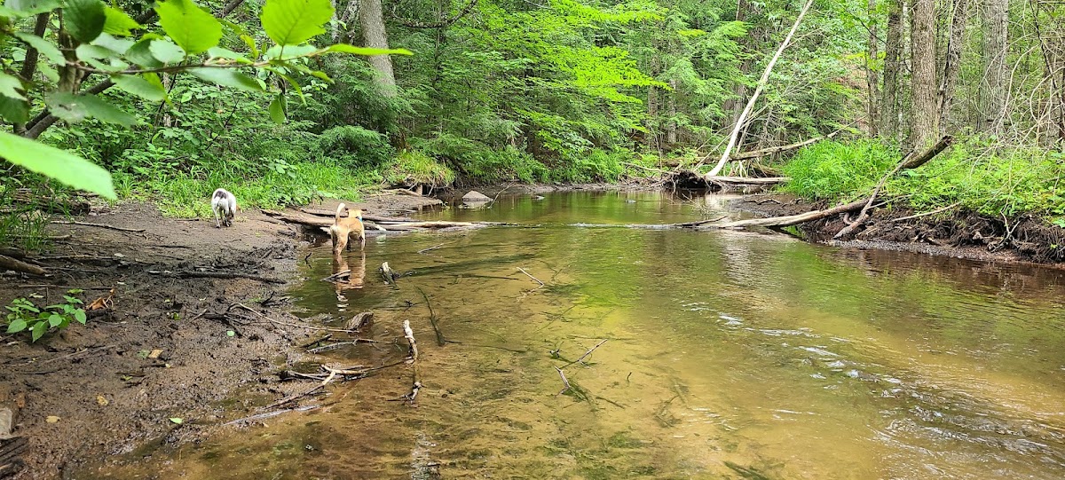 McCaslin Brook