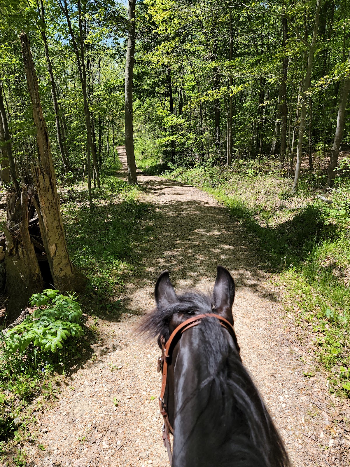 Horse Trailer Parking