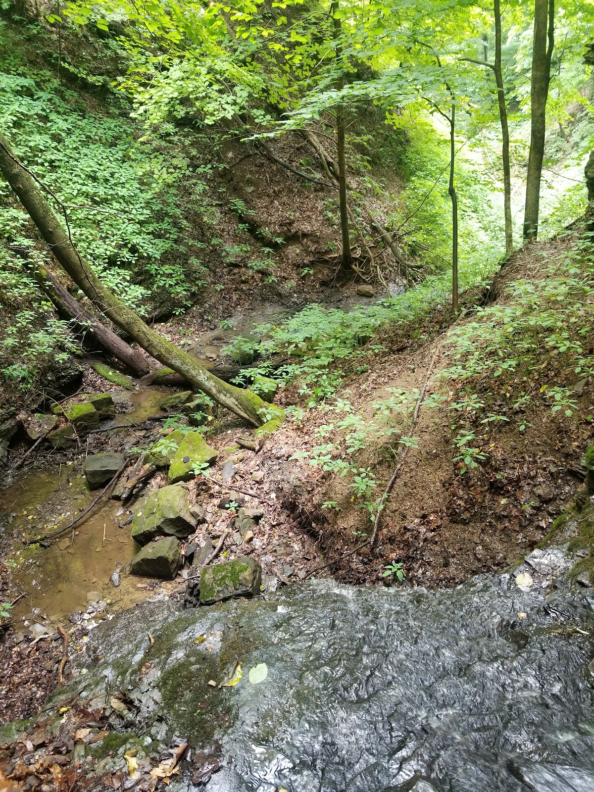 Trillium Trail