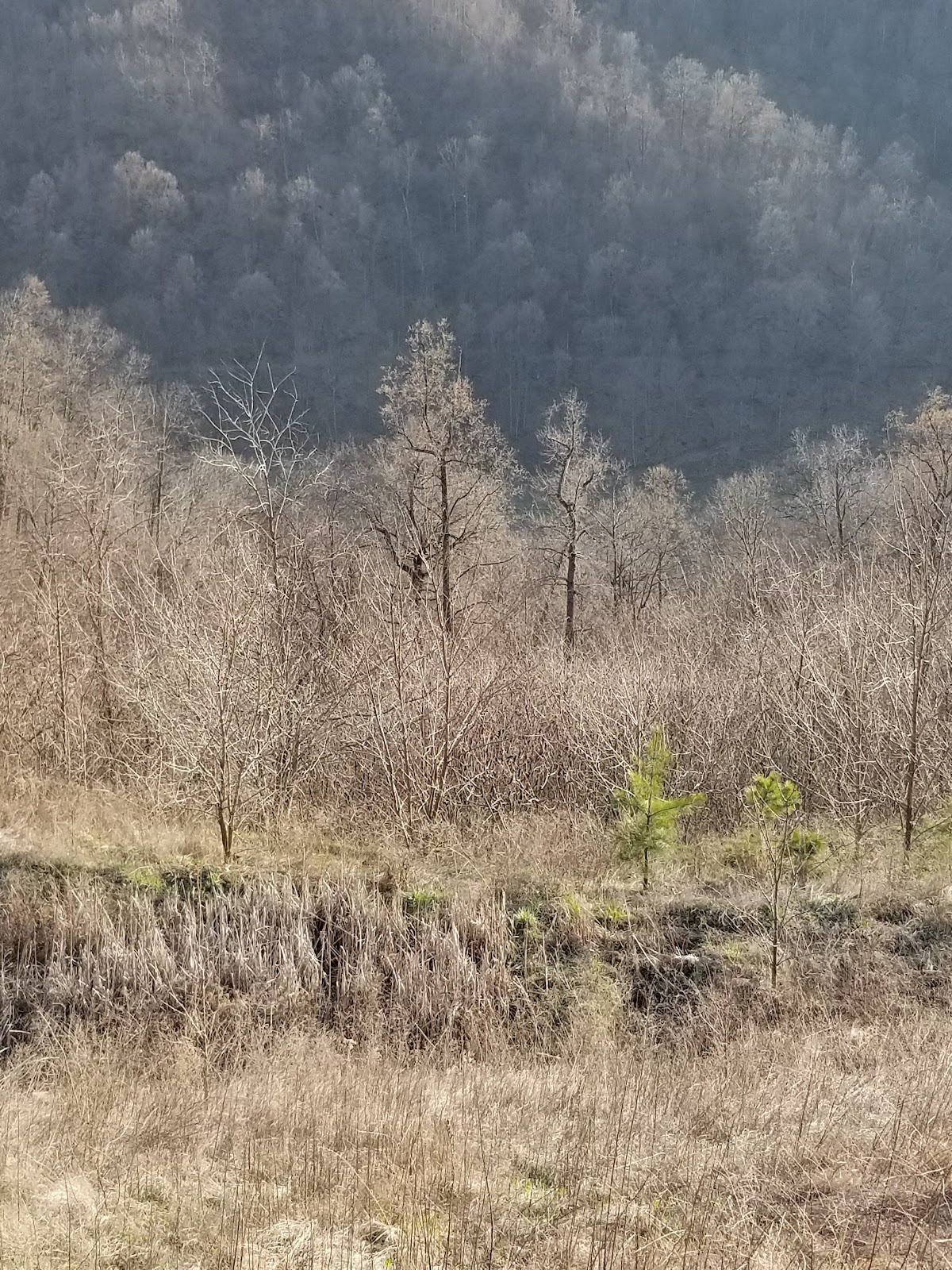 Cabin Creek