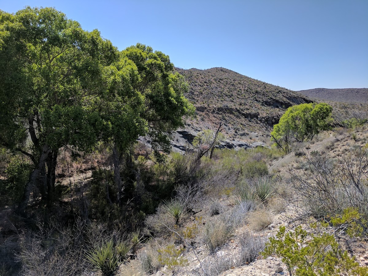 McKinney Springs Camp