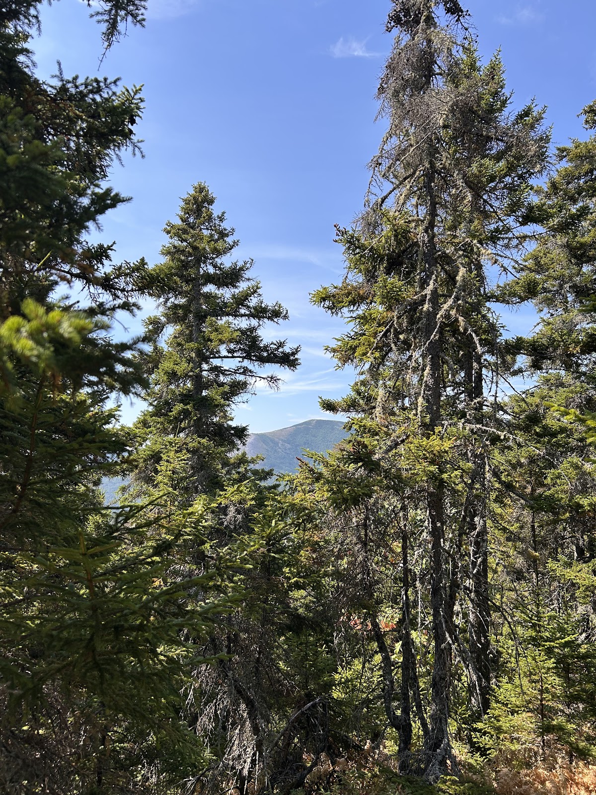 Mount Meader Trail