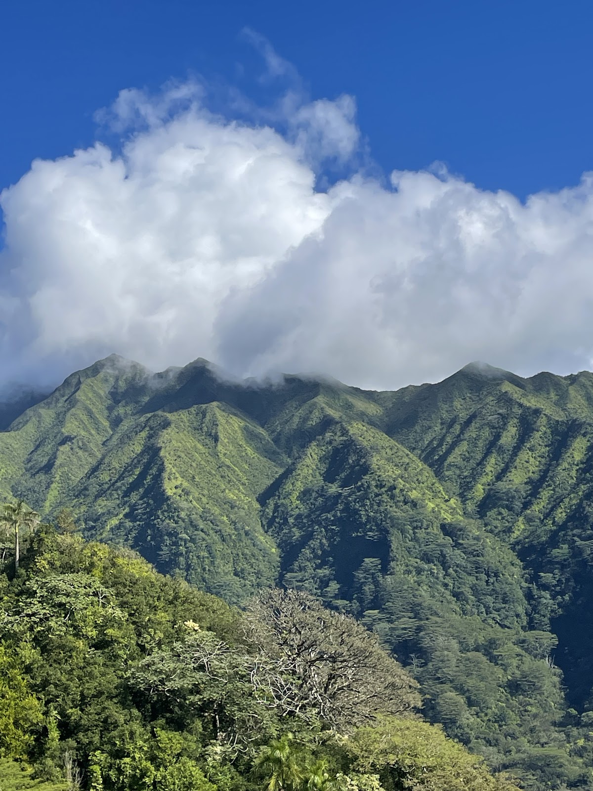 Manoa Cliff Trail