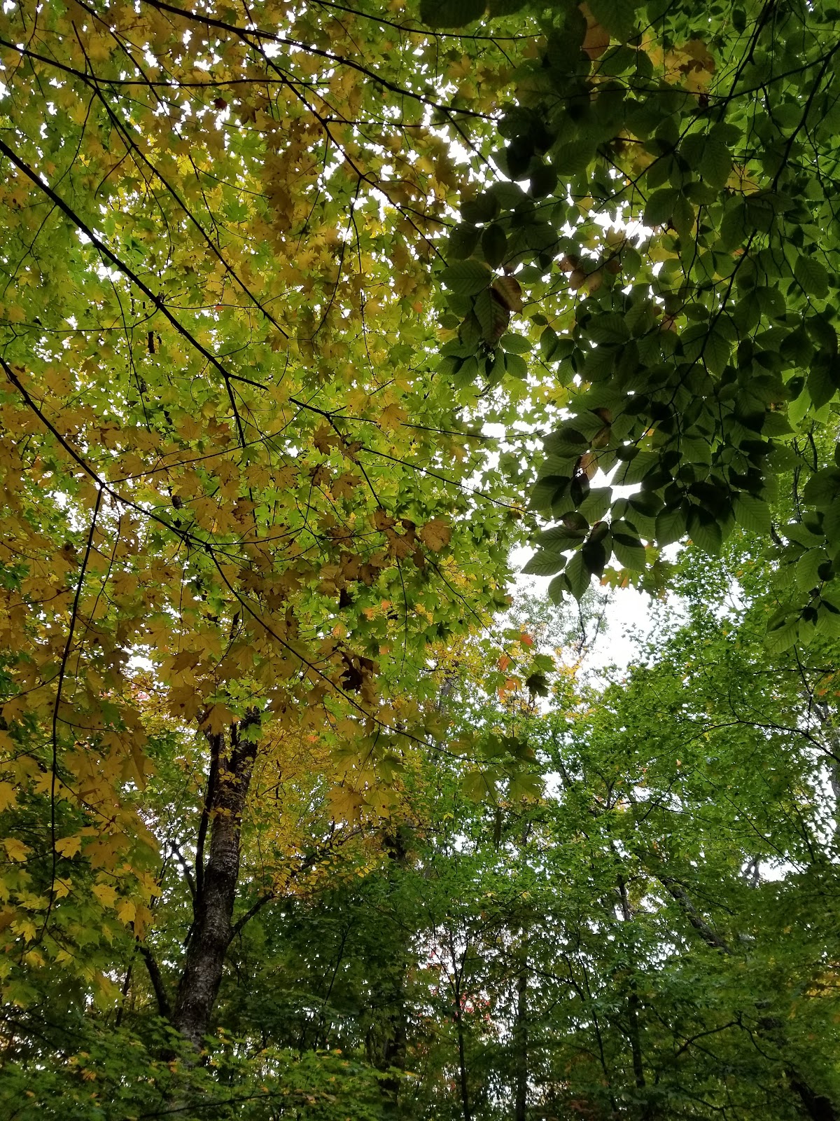 Walker Brook