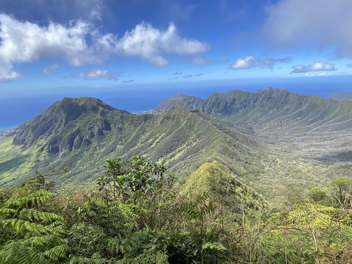 Mount Ka'ala trail