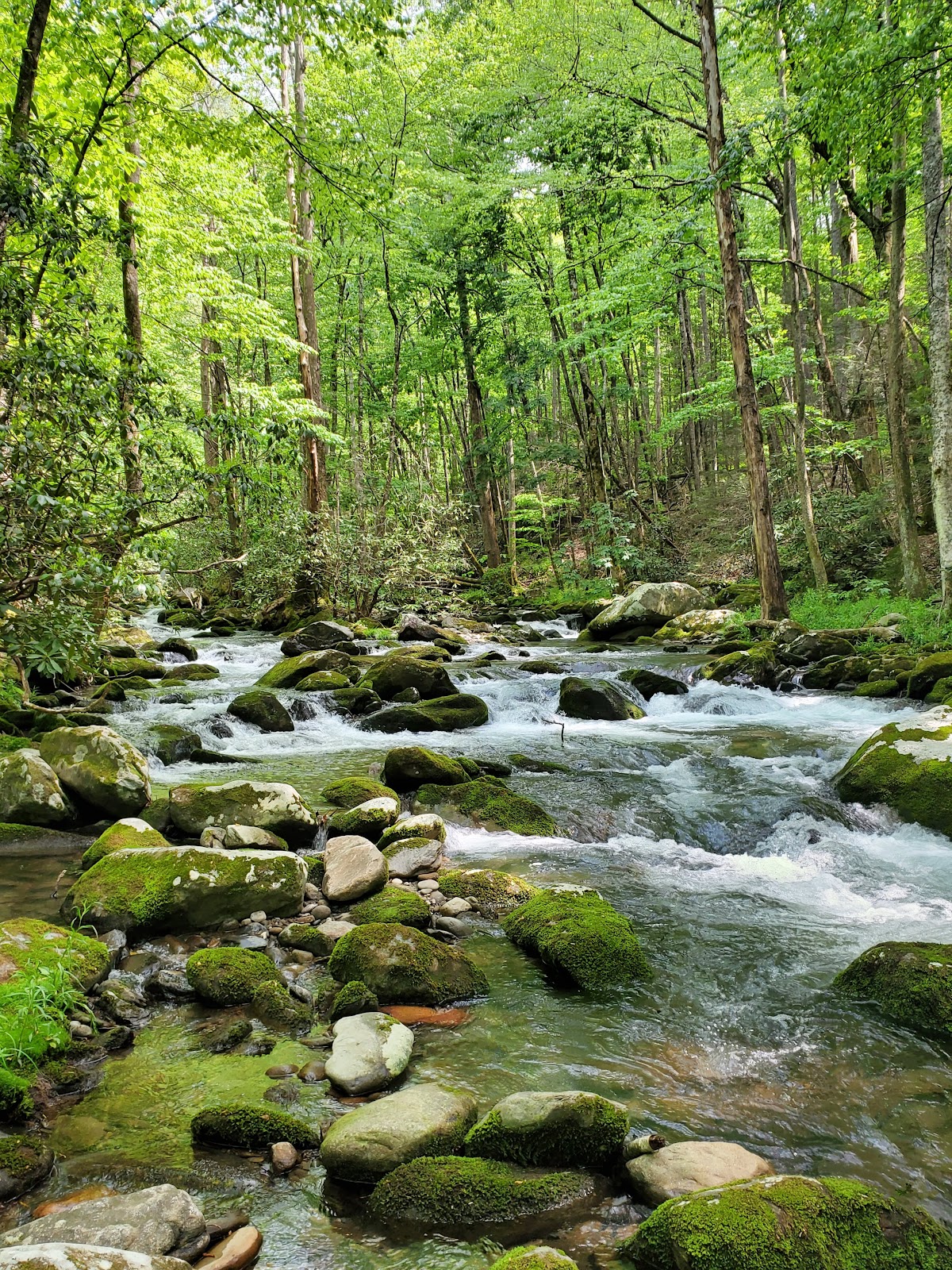 Middle Prong Trail