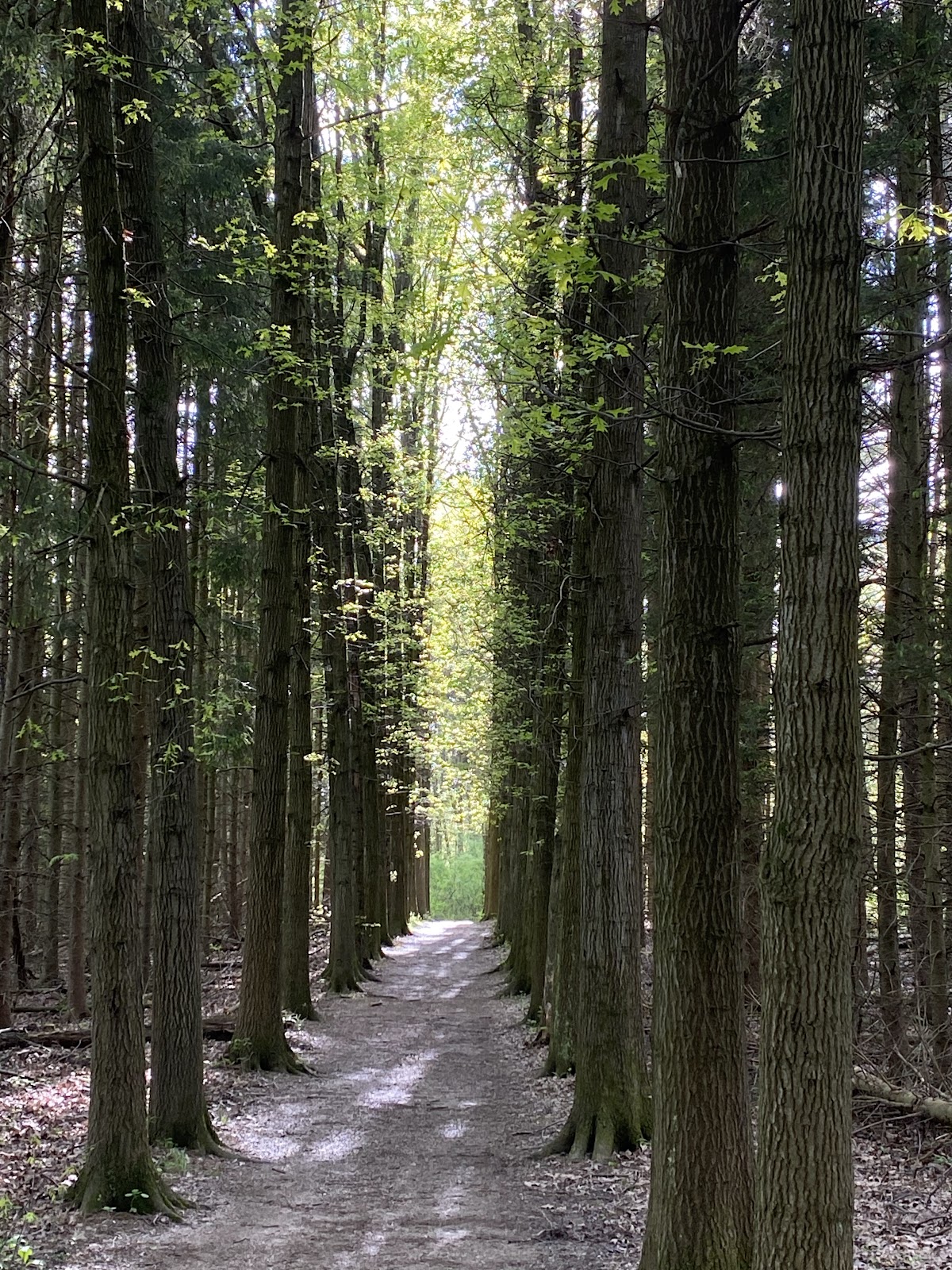 Plateau Trail