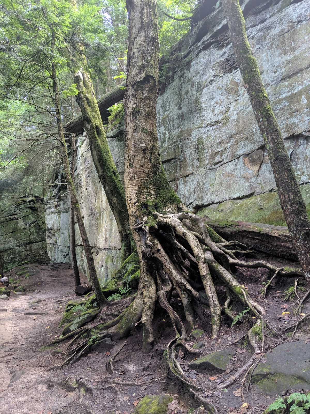 Haskell Run Trail