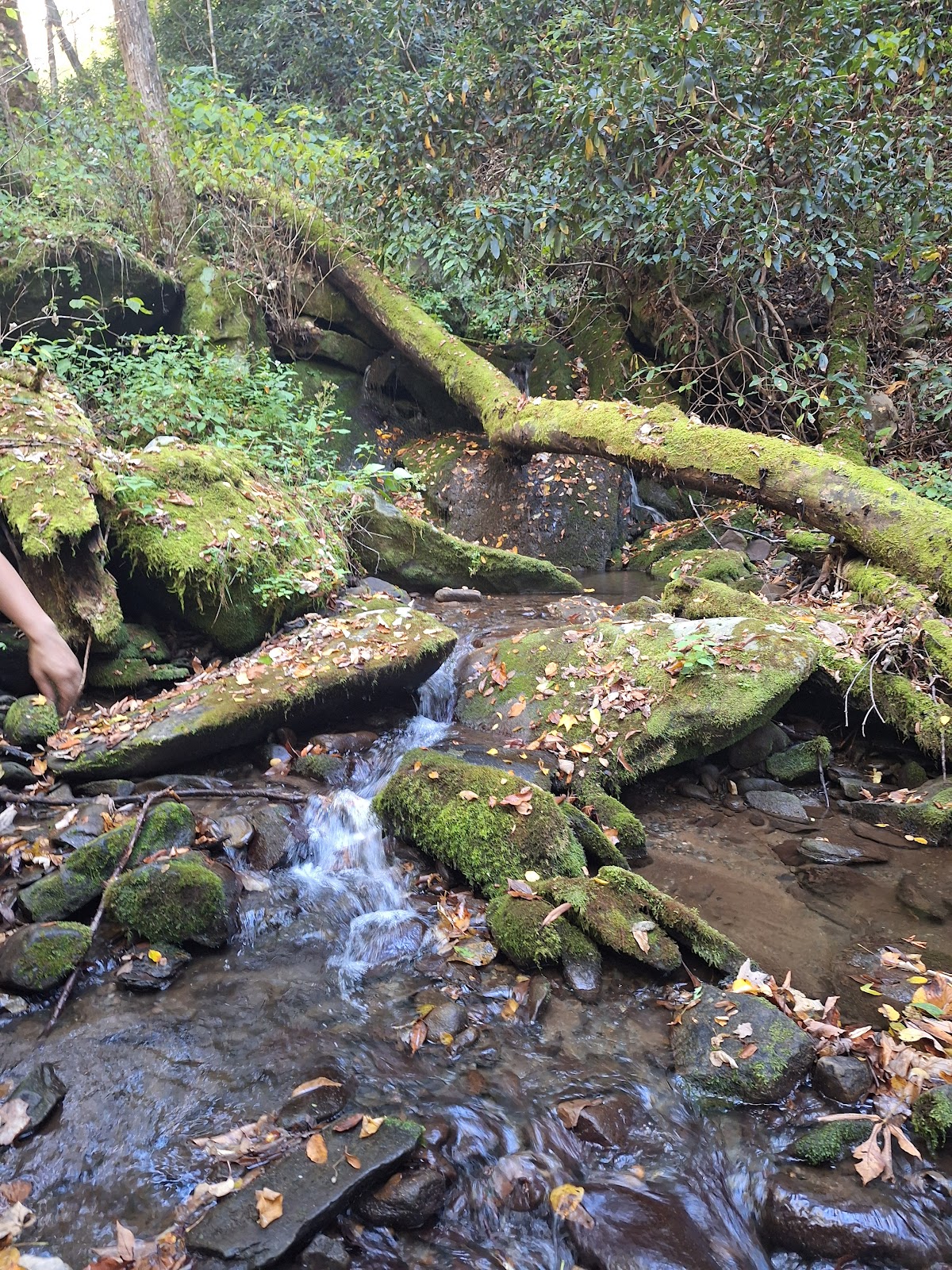 Anthony Creek Trail