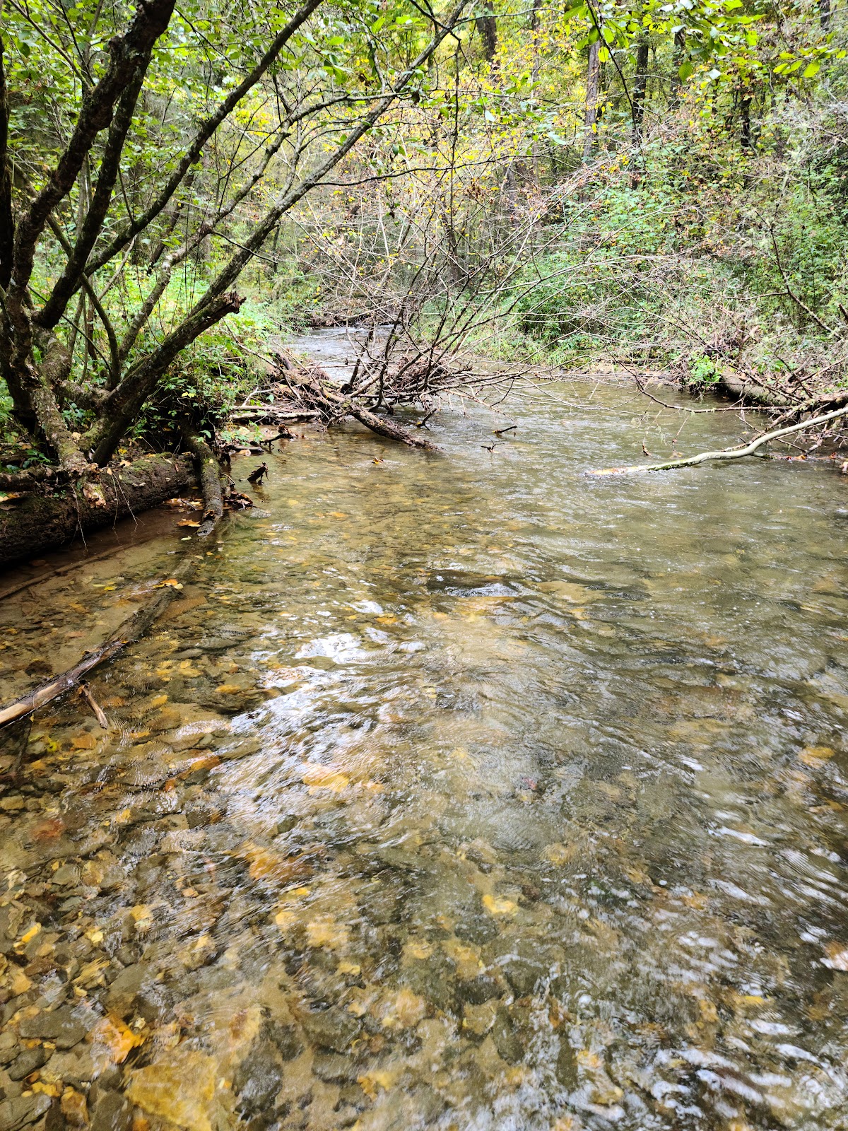 Ellijay River