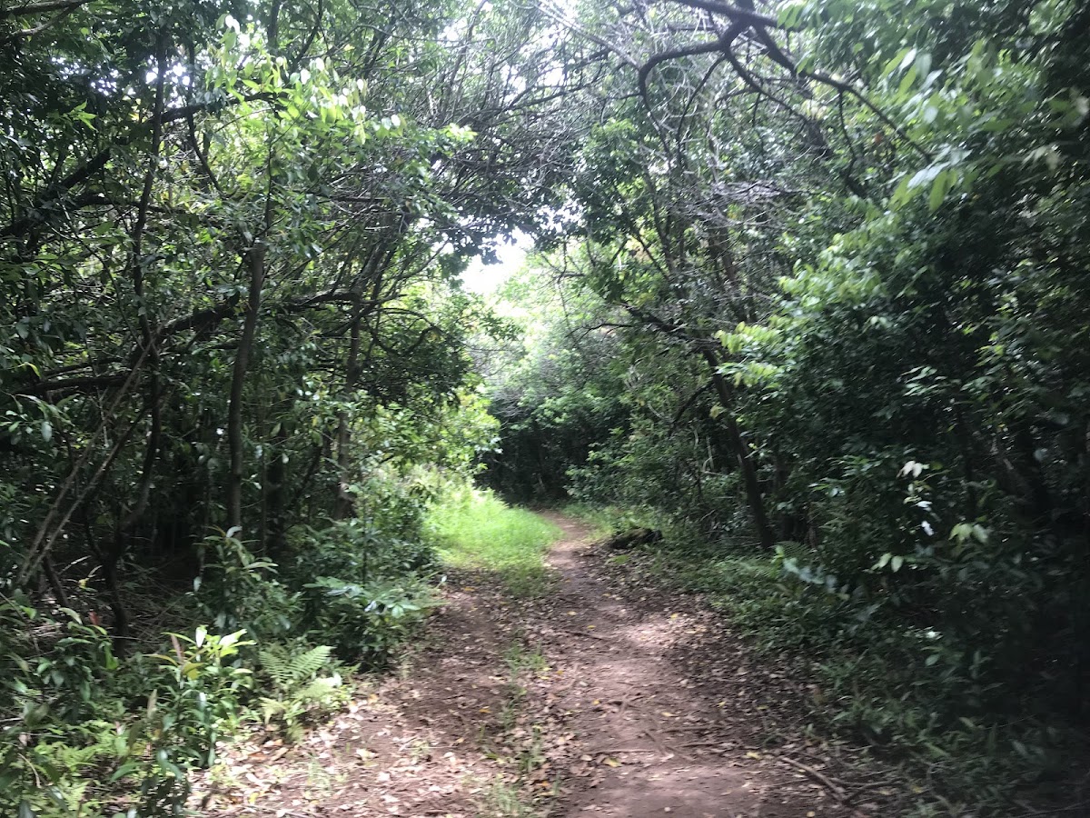 Mahana Ridge Trail