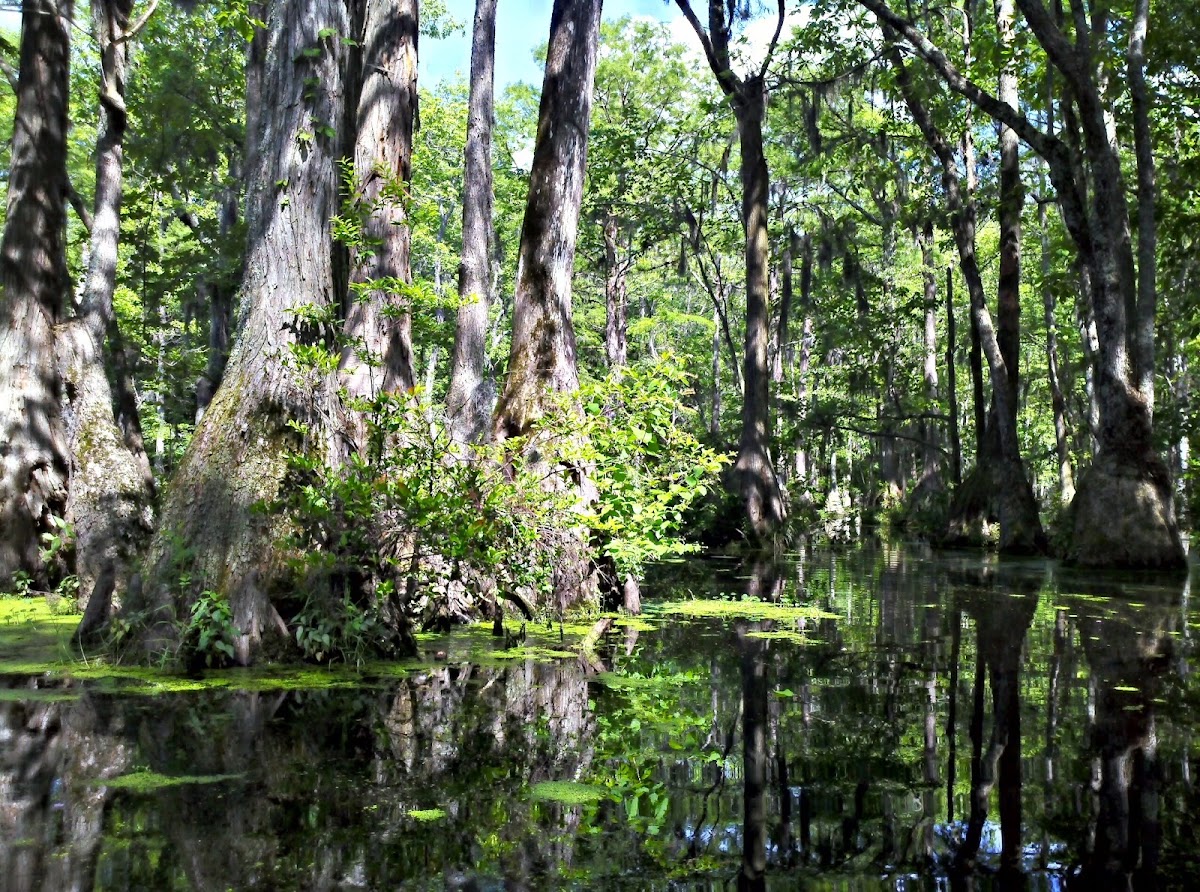 Merchants Millpond State Park