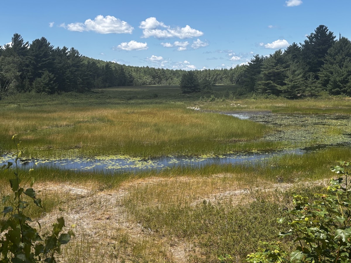 New Mills Meadow Pond