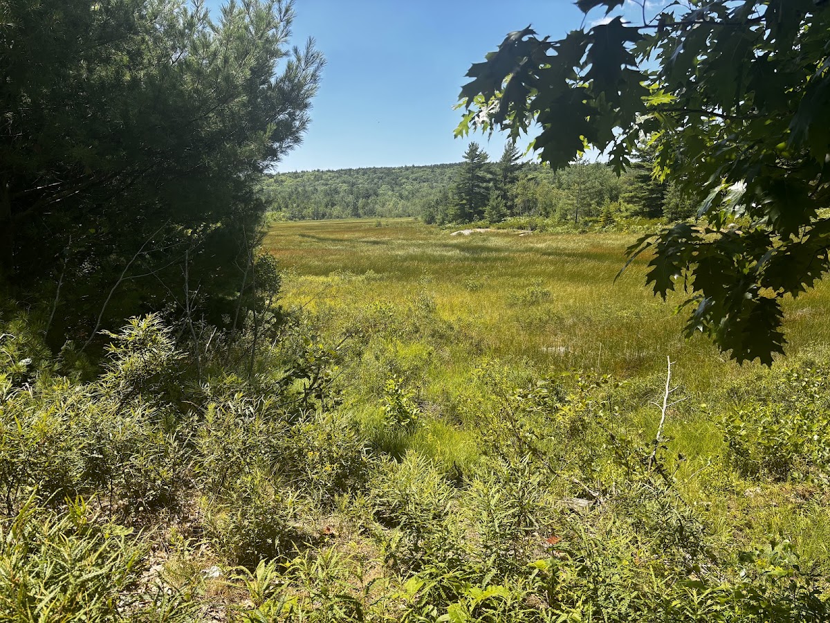Beaver Ponds