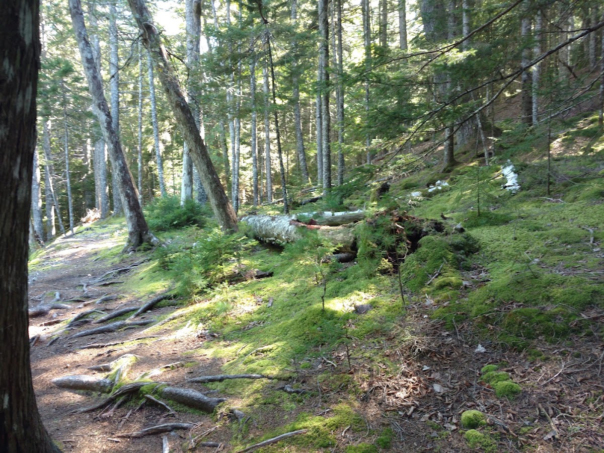 Hunters Brook
