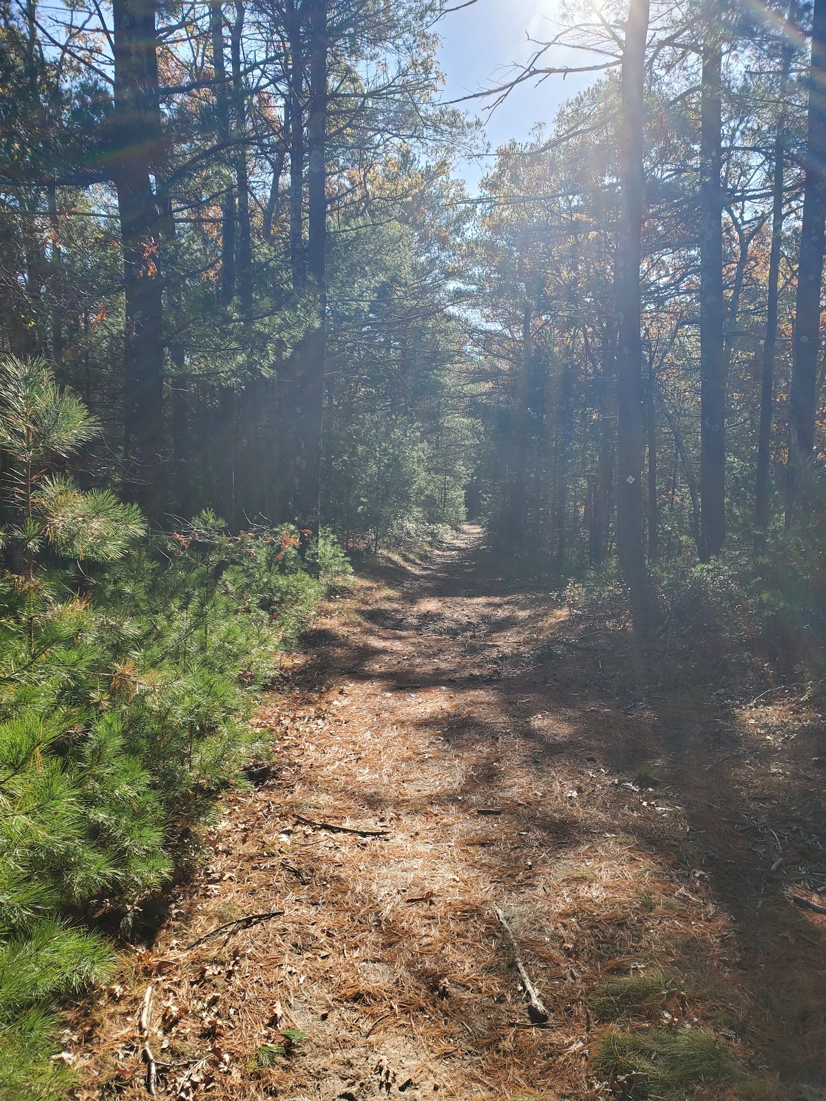Plymouth Town Forest Wildlife Conservation Easement
