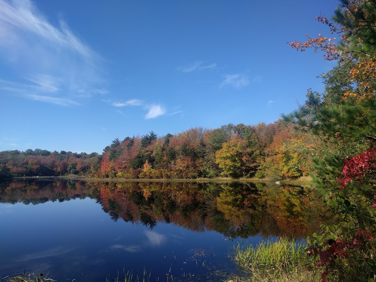 Acushnet Cedar Swamp State Res