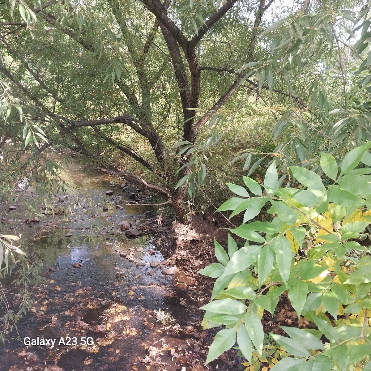 Morses Creek