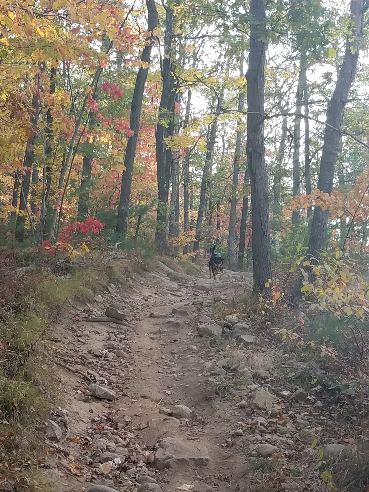 Wrentham State Forest