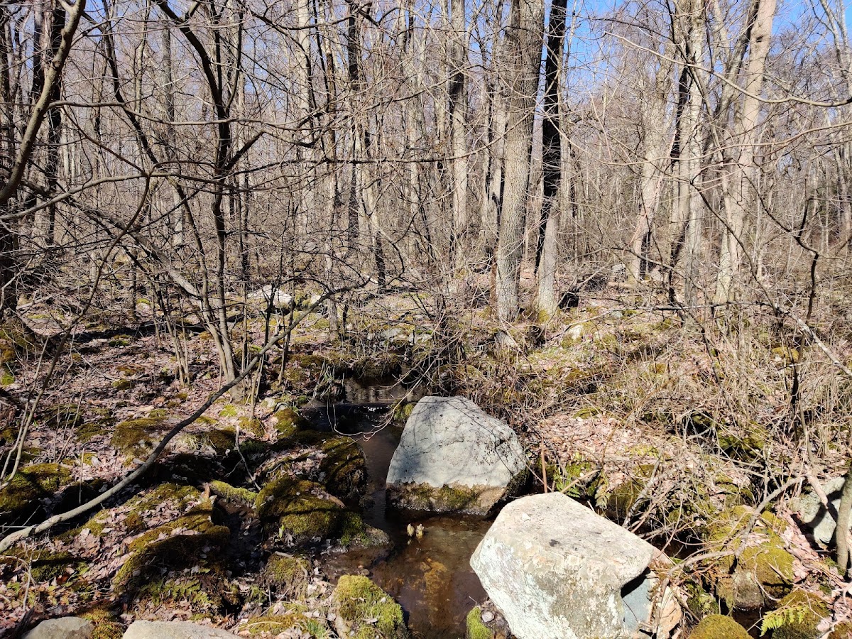 Ashland Town Forest