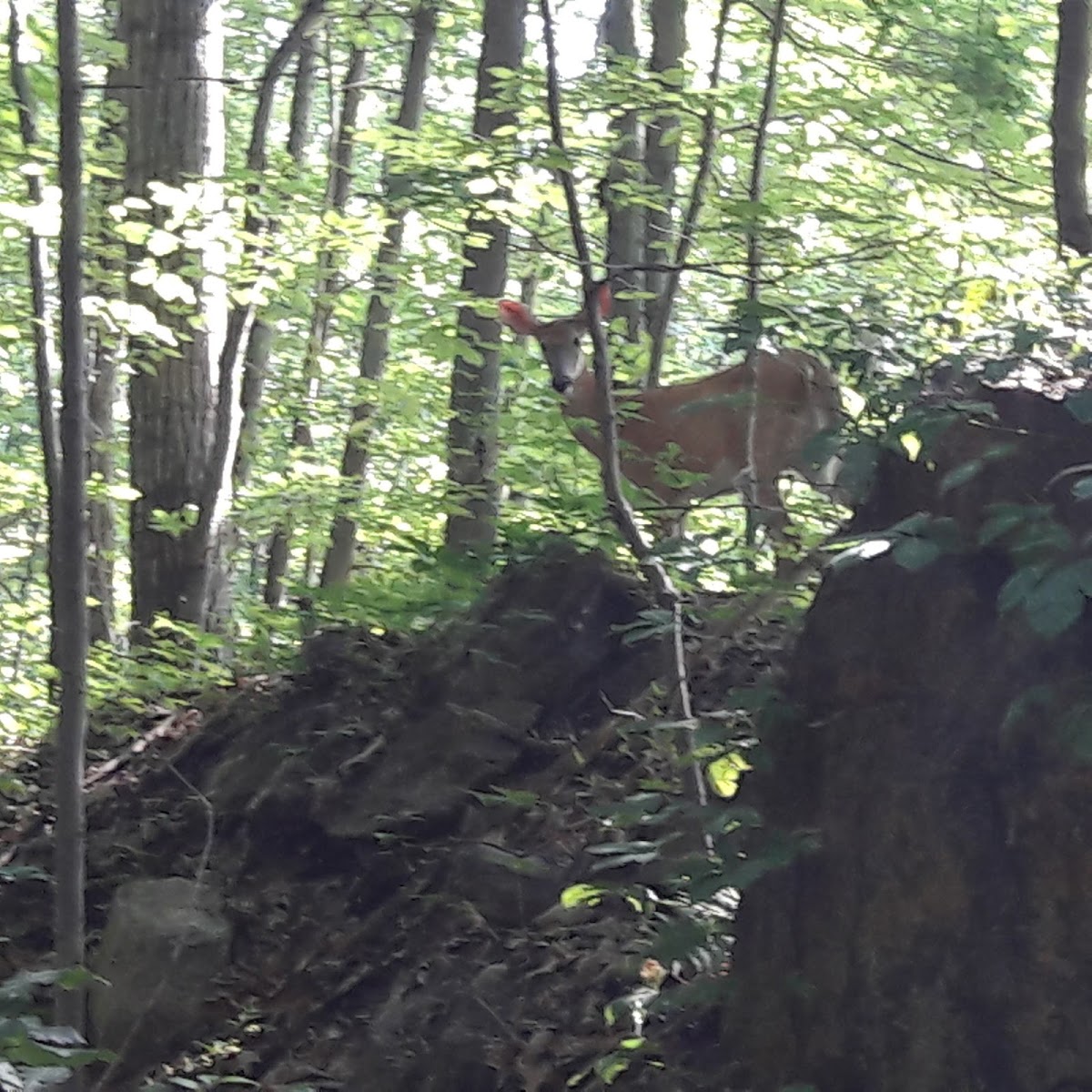 Larkin State Park Trail