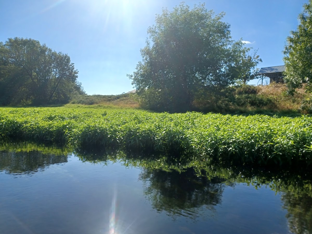 Chehalis River