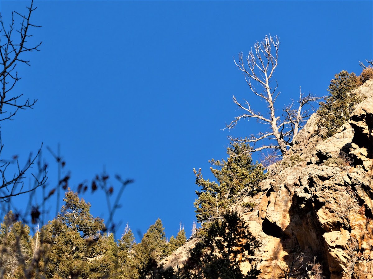 Windy Gulch