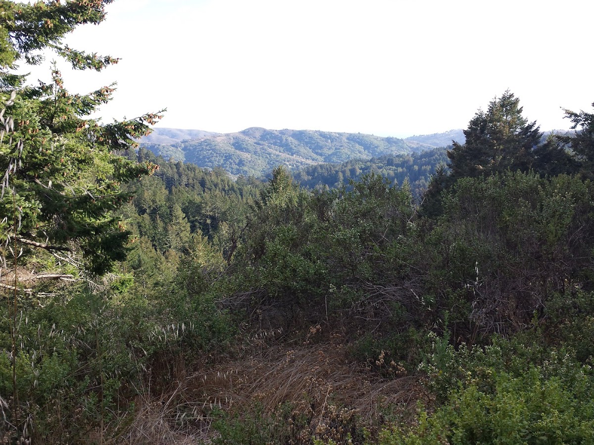 Canopy View Trail