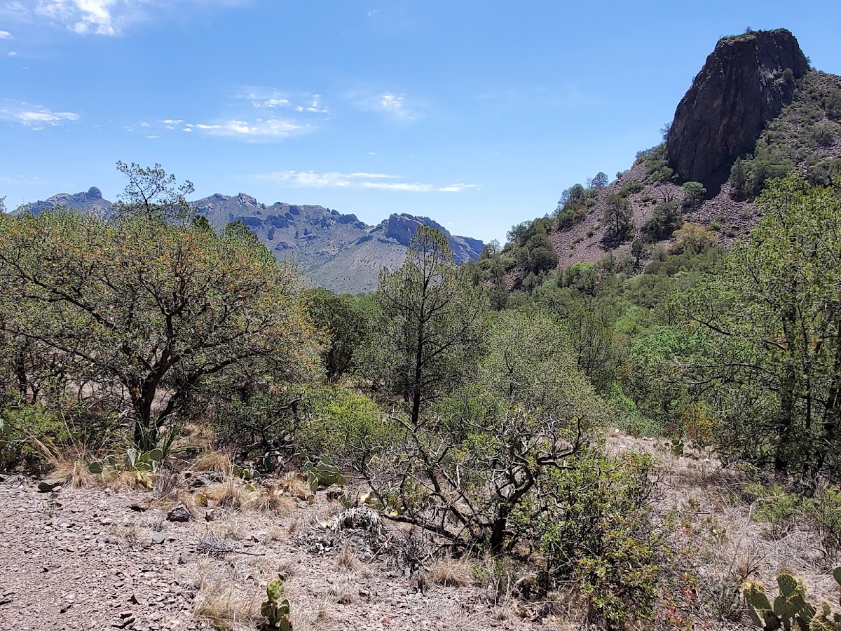 Pine Canyon Trail