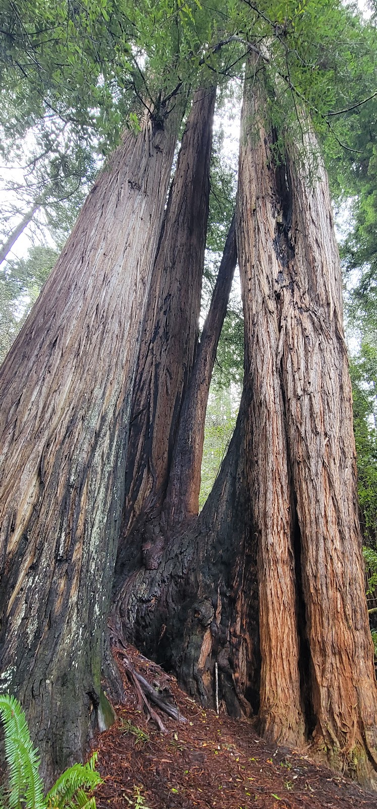 Tall Trees Loop Trail