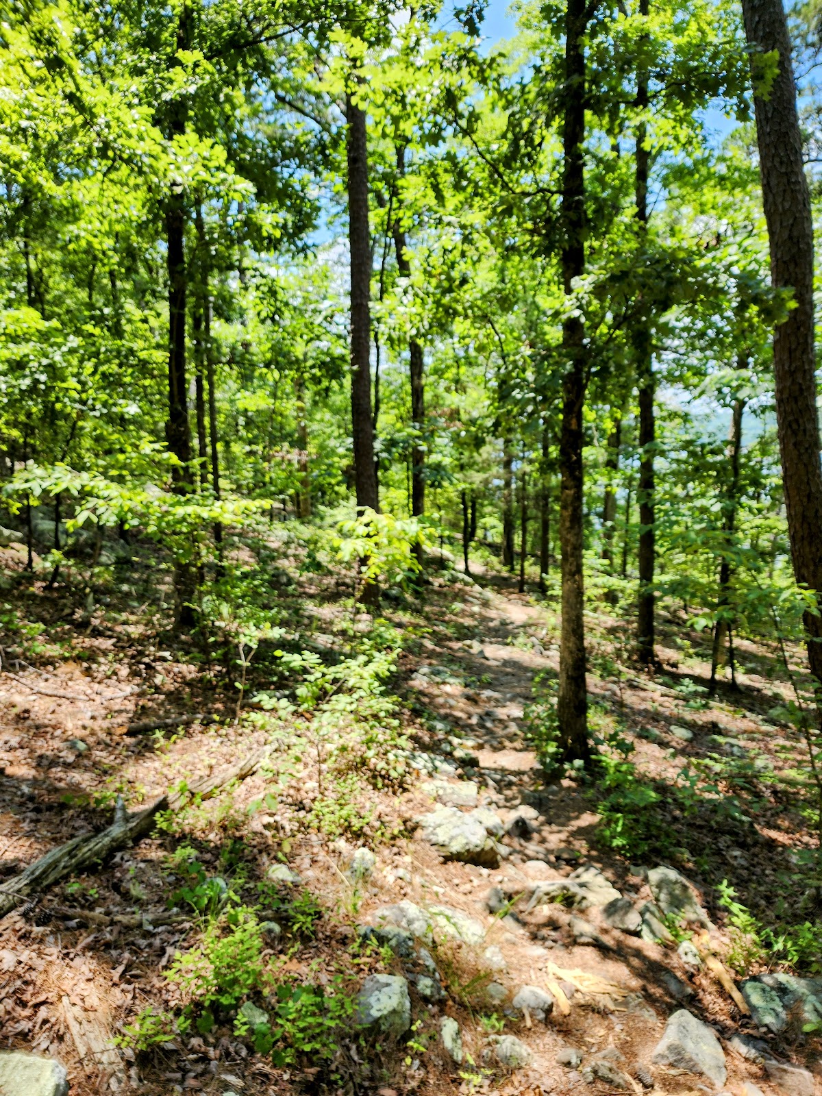 Caddo Bend Trail